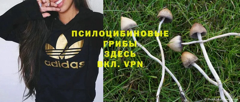 Галлюциногенные грибы Cubensis  Клинцы 